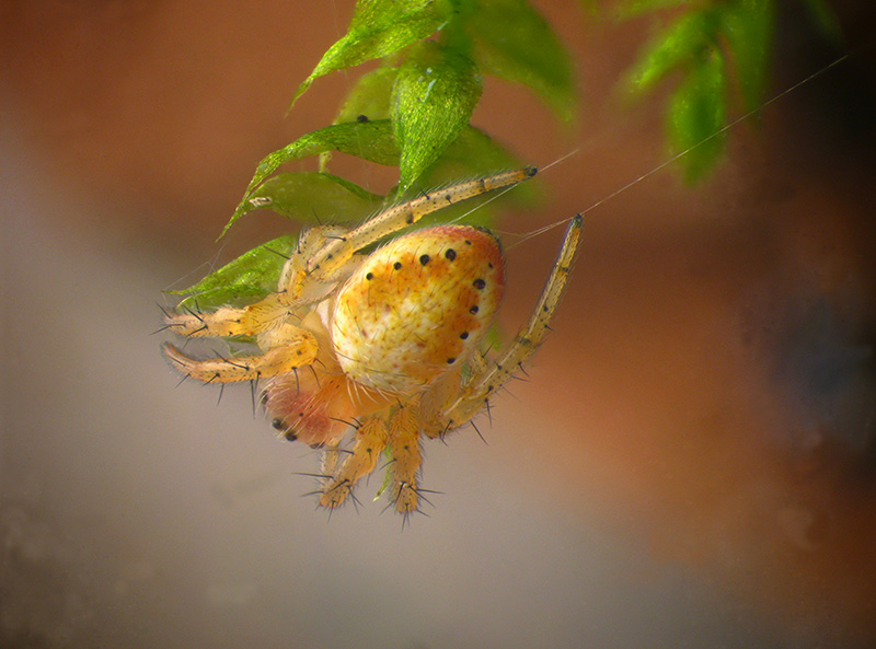 Araniella sp. immaturo?